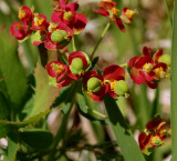 Euphorbia sp.