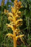 Orobanche lutea f. pallens