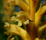 Orobanche lutea f. pallens