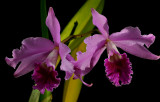 Cattleya lobata, botanic flowers 12 cm