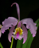 Cattleya mossiae, light phase, botanic