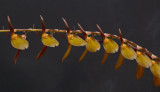 Stelis gracilis, flowers 2.5 cm