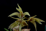 Dendrobium gregulus, flowers 1.5 cm