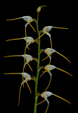 Masdevallia polysticta