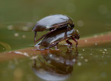 Grote spinnende watertor, Hydrous piceus , lengte 4 cm (op drijvende tak)