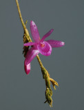 Nageliella angustifolia, flowers 1 cm