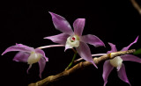 Dendrobium hercoglossum, Ueang Dok Ma Khuea , flowers 2,5 cm