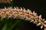 Eria floribunda, close, flowers 3-5 mm