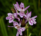 D. maculata var. islandica, kleine gedrongen plantjes