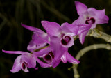 Dendrobium parishii, Ueang Khrang Sai San - Sai Nam Khrang