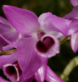 Dendrobium parishii, Ueang Khrang Sai San - Sai Nam Khrang, 4½ cm