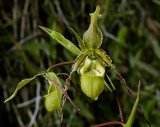 Phragmipedium reticulatum, botanic