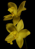 Spathoglottis vanoverberghii,  3cm