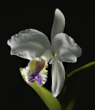 Cattleya lueddemanniana 'coerulea' botanic, 18 cm