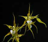 Odontoglossum cordatum, pale form, bleke vorm