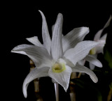 Dendrobium moniliforme kinkaku, botanic  4 cm
