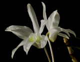 Dendrobium moniliforme kinkaku, botanic 4 cm