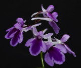 Ponerorchis graminifolia