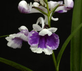Ponerorchis graminifolia