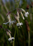 Silene nutans