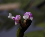 Dendrobium reflexitepalum, 4 mm