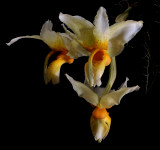 Gallery stanhopea orchids