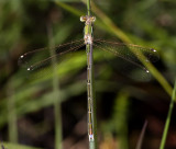 Zwervende pantserjuffer (Lestes barbarus) man, heeft tweekleurige pterostigmas