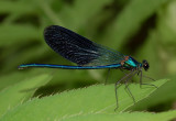 Ondersoort Calopterix splendens vorm caprai uit Italië , met nagenoeg donkere vleugeleinden
