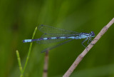 Speerwaterjuffer, zeer lichtblauw met zeegroene ogen, Coenagrion hastulatum