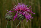 Grootbloemige Centaurie, Centaurea scabiosa