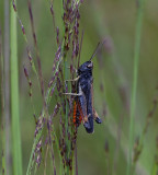 Sprinkhaan, negertje, Omocestus rufipes