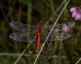 Zwervende heidelibel, Sympetrum fonscolombii