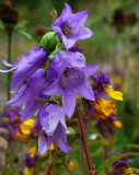 Campanula latifolia , Breedbladig klokje