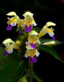 Dauwnetel, Galeopsis speciosa