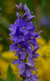 Veronica teucrum, Breedbladige ereprijs