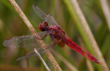 Vuurlibel, Crocothemis erythraea