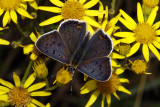 Bruine vuurvlinder man met blauwe bestuiving