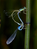 Ischnura pumilio, paringswiel