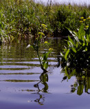 Veenbeek, Drenthe