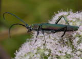 Aromia moschata, muskusbok, 4 cm