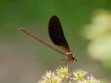 Koperen beekjuffer, Calopteryx haemorrhoidalis