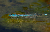 Kanaaljuffer, Erythromma lindenii, zit graag op blaasjeskruid en vederkruid midden op ruim water