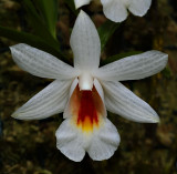 Dendrobium chrystianum, Ueang Sae Doi Pui   3 cm
