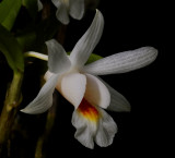 Dendrobium chrystianum, botanic,  3 cm