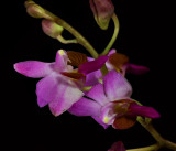 Phalaenopsis pulcherrima,   Vietnam