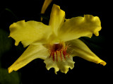 Dendrobium lowii, botanic, 3 cm