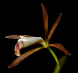 Cattleya araguaiensis, botanic, 6 cm