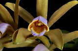 Cattleya forbesii, pink lip, close