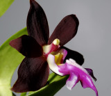 Trichoglottis brachiata