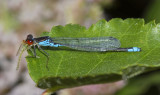 Kleine roodoog met prooi, Erythromma viridulum